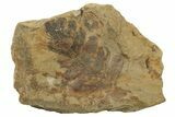 Fern (Pecopteris) Fossil - Mazon Creek #262569-1